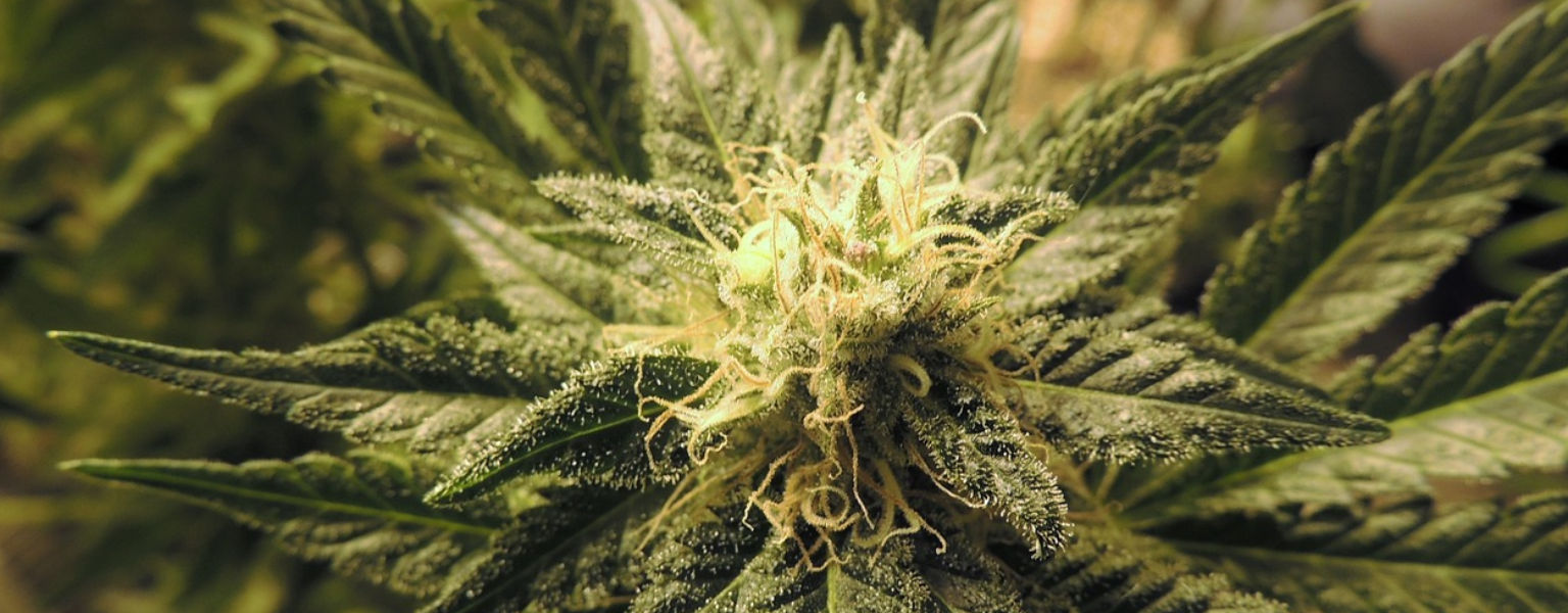 ProSecur Betäubungsmittel